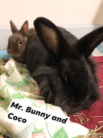 Mr. Bunny and Coco