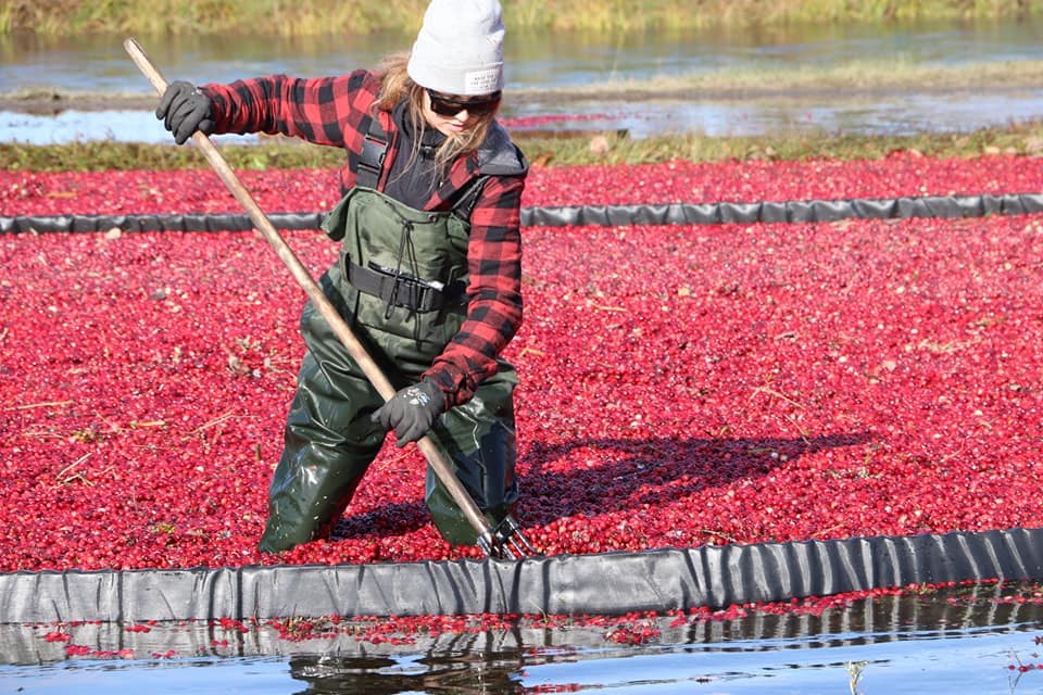 CHEF'S TABLE: 'Tis the season for the ruby-red jewels of the bog