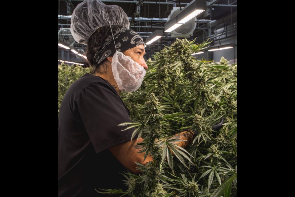 A worker tends to a crop at Carmel Cannabis, located in Oro-Medonte Township. Carmel is one of the producers leading the way in cannabis in Simcoe County.