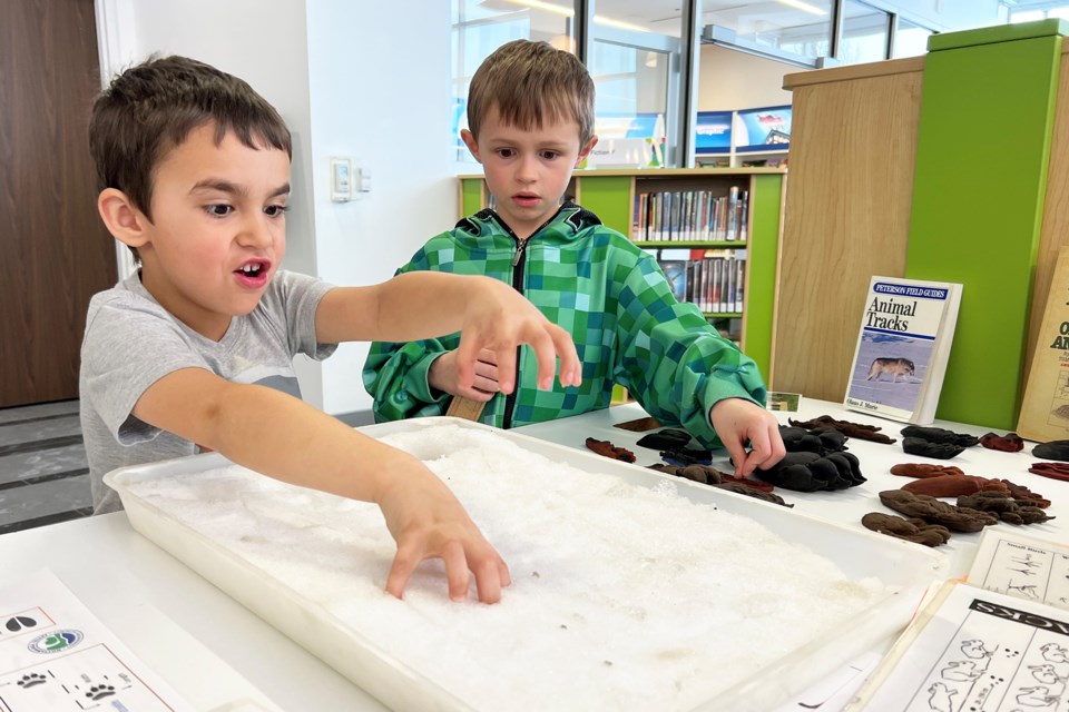 Brothers Kaiden and Maverick try making their own snow tracks while visiting the hands-on experience with animal tracks, their droppings left behind, and other signs of their existence in the wild, put on by the Nottawasaga Valley Conservation Authority at the Painswick branch of the Barrie Public Library on Saturday afternoon. | Kevin Lamb for BarrieToday 