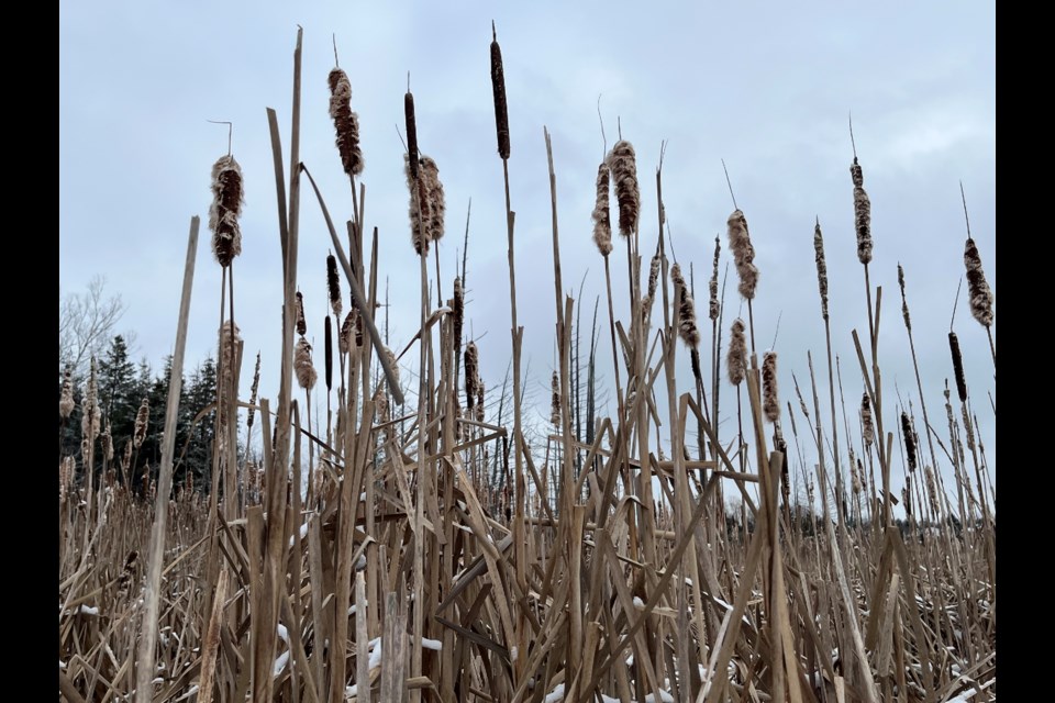 Cattails grow tall at Bear Creek Eco Park on Ferndale Drive in Barrie. 