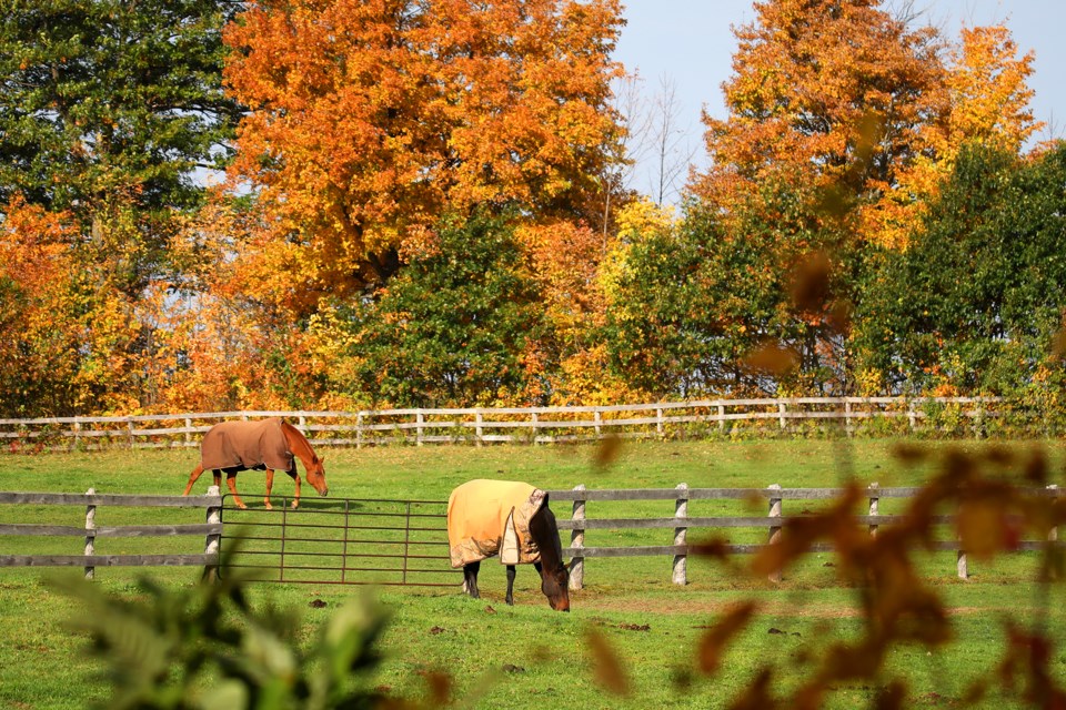 A horse farm in Oro-Medonte. Kevin Lamb for BarrieToday.