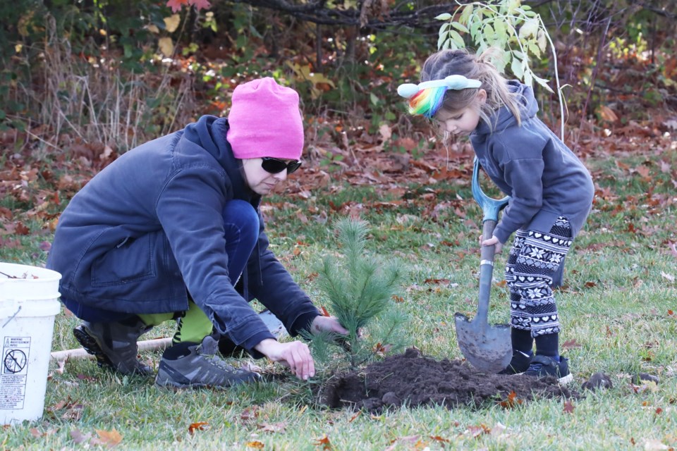 Volunteers plant a tree in Victoria Woods Park in Barrie on Saturday morning as part of the Pine Tree Realty Community Tree Planting & Kidds Creek Restoration Project Tour, hosted by Living Green Barrie.