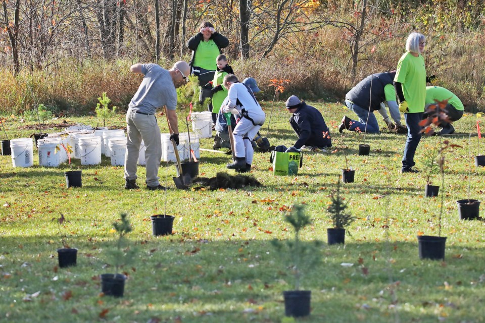 Volunteers plant trees in Victoria Woods Park in Barrie.