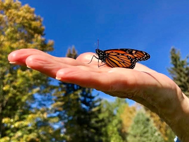 Several monarch butterflies were released as symbols of healing and hope during the event at the Sunnidale Park Arboretum.
 Sue Sgambati/BarrieToday