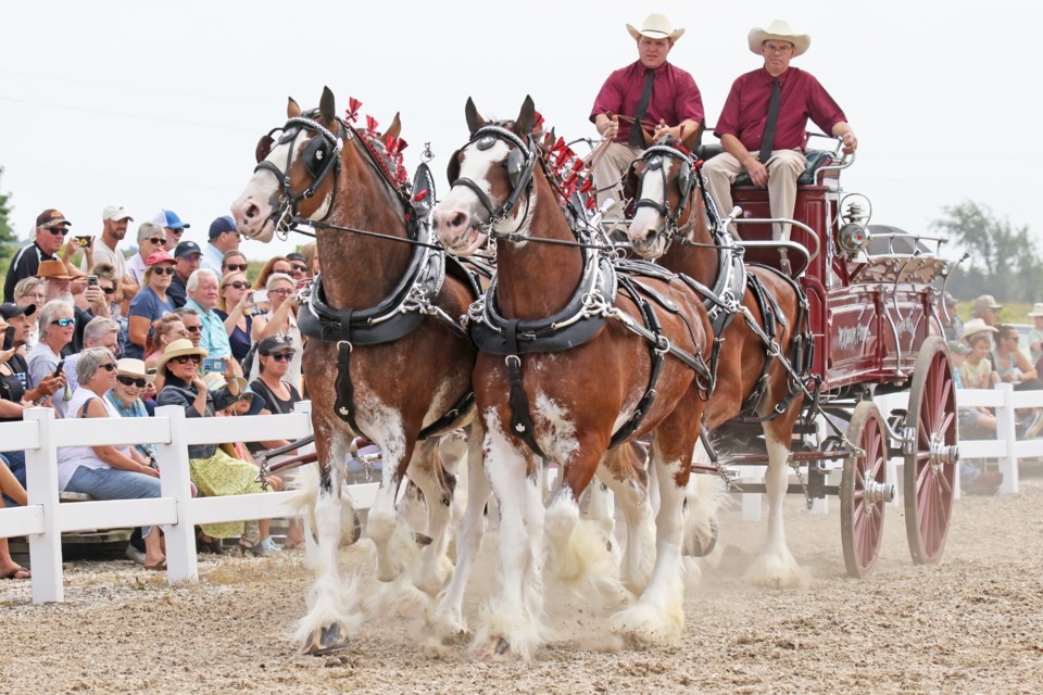 Draft horses trot by the crowd at the Essa National Draft Horse Show at the Essa Agriplex on Saturday.