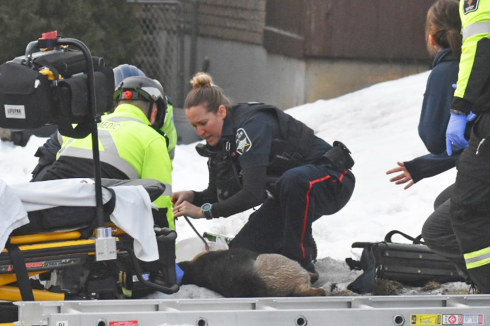 A Barrie police officer assists with the rescue of a dog from a house fire on Fox Run in Barrie on Thursday, Feb. 8. A cat was also rescued from the blaze. No other injuries were reported.