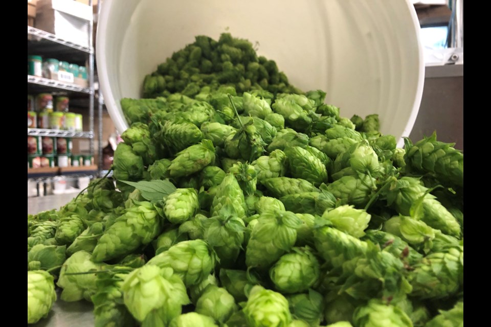 Georgian College Cascade hop harvest, 2022.