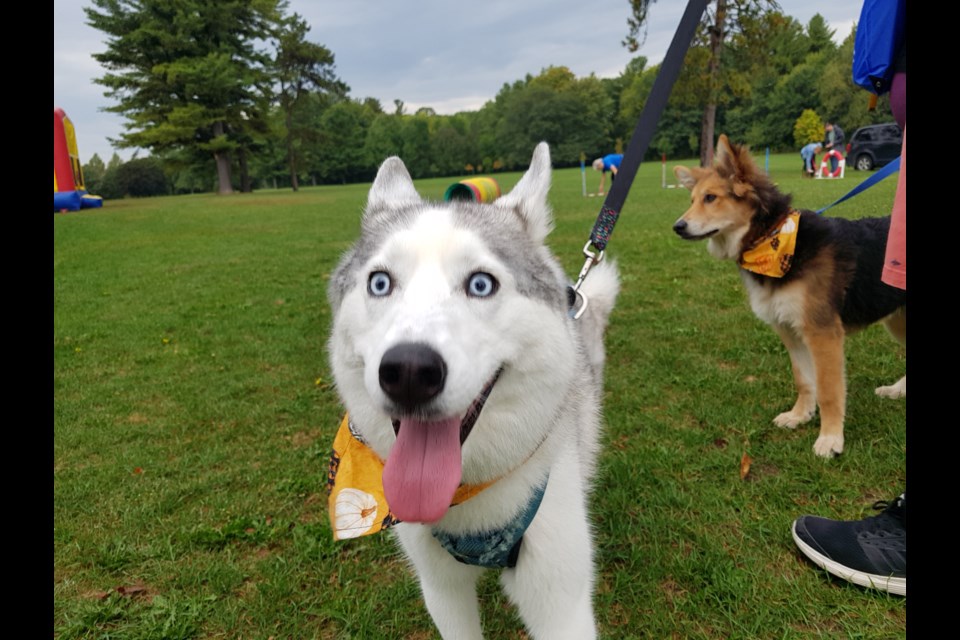 Juno the Husky is ready for his close-up at the SPCA Friends For Life Walk on Sunday. Shawn Gibson/BarrieToday