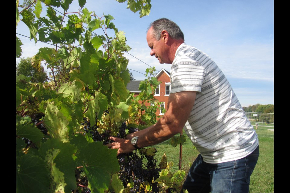 Peter McArthur tends to his overflowing vines on his Heritage Estates on Penetanguishene Road earlier today. Shawn Gibson/BarrieToday