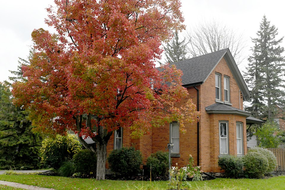 This Allandale century home is host to a lively maple. 
