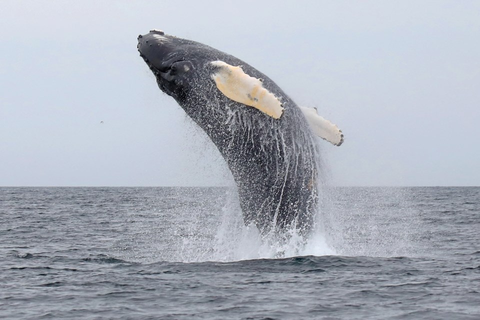 There is no sight as jaw-dropping as a massive humpback whale breaching at full speed from the depths of Trinity Bay, Newfoundland. Kevin Lamb for BarrieToday.