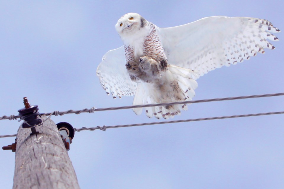 A female snowy owl lands on a telephone pole near Angus. Kevin Lamb for BarrieToday.