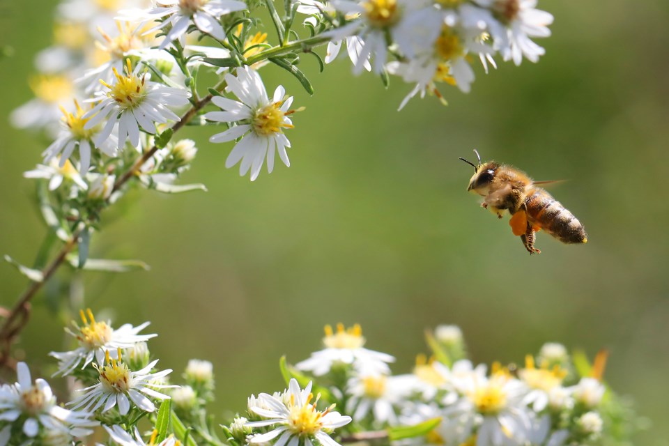 Capturing a bee in flight and in focus is one of the great challenges of backyard macro photography. Kevin Lamb for BarrieToday