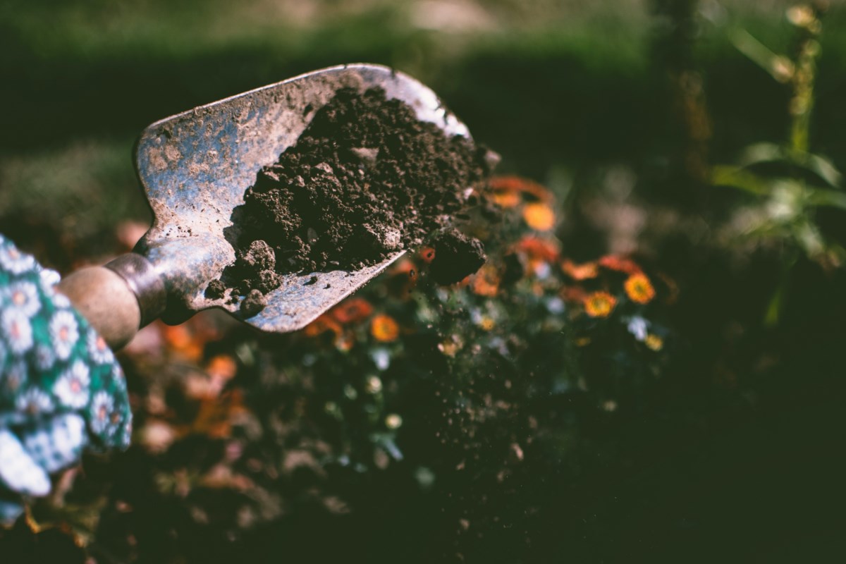COLUMN: Dig in! May is a fast paced time in the back garden