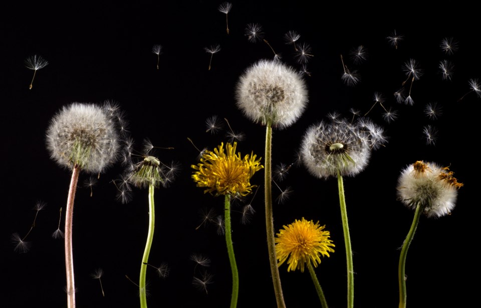 05092023dandelions