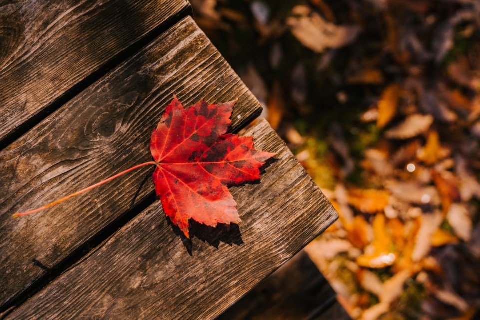 10152022fallleaves