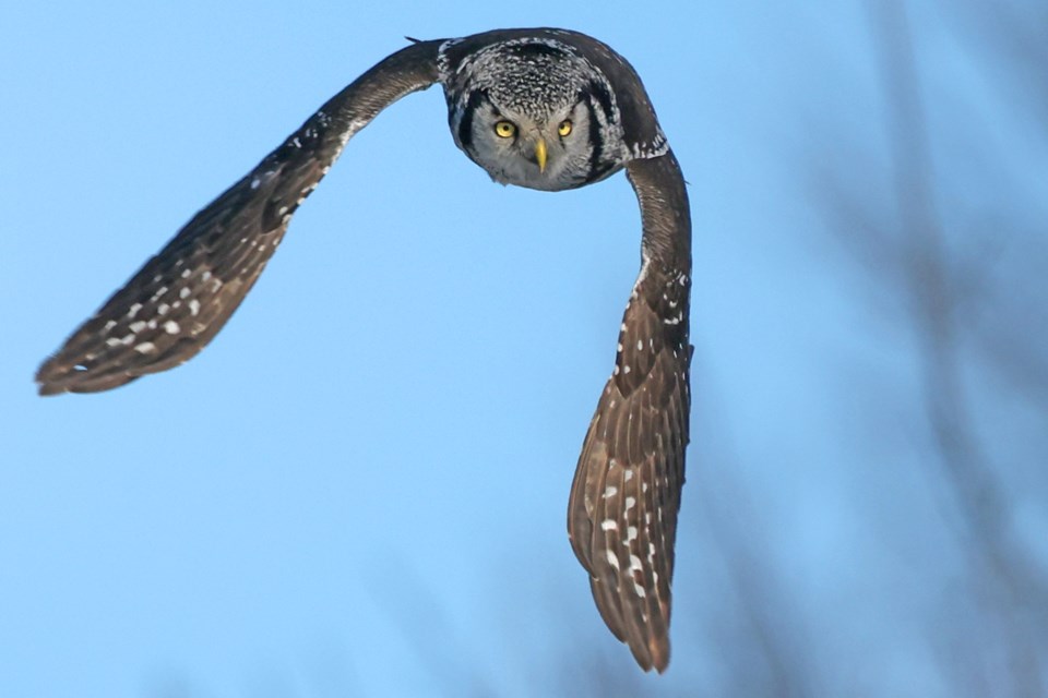 A rare northern hawk owl in flight in Innisfil on March 7.