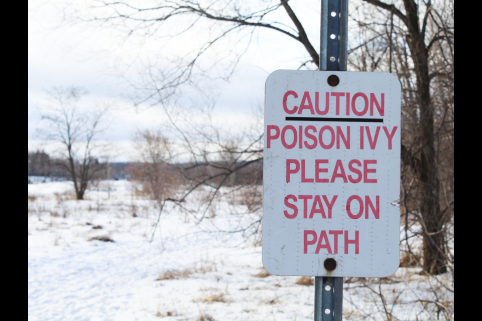 This sign warns walkers of poison ivy in the area where the Allandale Station Park naturalization project is scheduled to happen. Raymond Bowe/BarrieToday