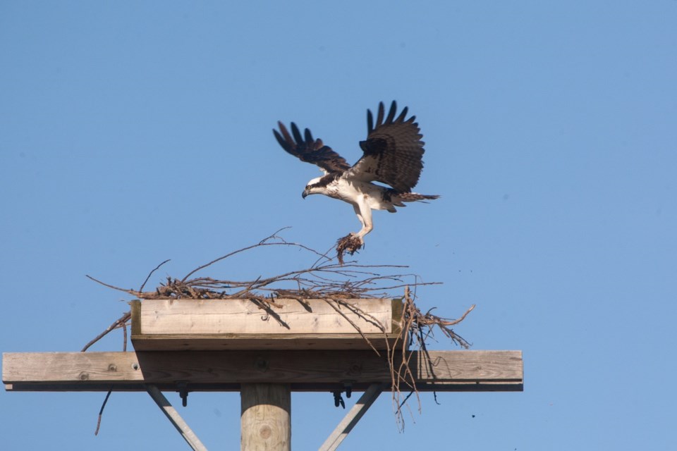 An osprey lands with nest material in its talons on one of many platforms attached to poles near Bradford West Gwillimbury. Kenneth Armstrong/BarrieToday 