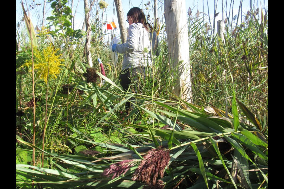 A pile of cut-down invasive Phragmites lays on the ground during the cut-down by Georgian College students and RVH volunteers, Thursday Sept. 12, 2019. Shawn Gibson/BarrieToday                            