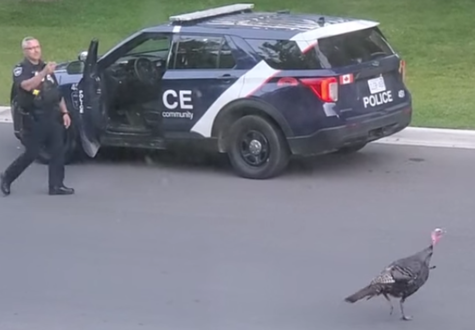 barrie cop chasing turkey new