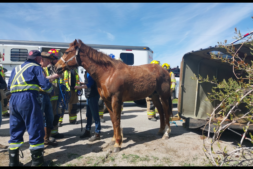 A horse named Donte sustained minor injuries after his trailer flipped during a two-vehicle collision in New Tecumseth.