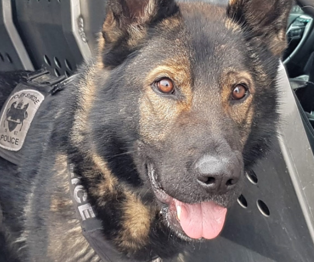South Simcoe police service dog Nitro. 