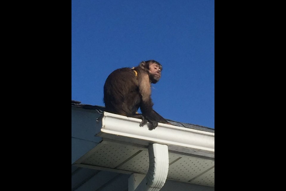 Photo of monkey on the loose in Innisfil from South Simcoe Police twitter