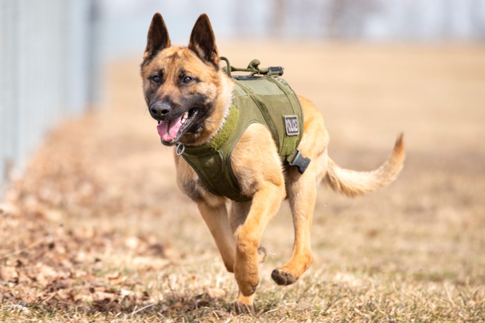 An OPP canine in action. 