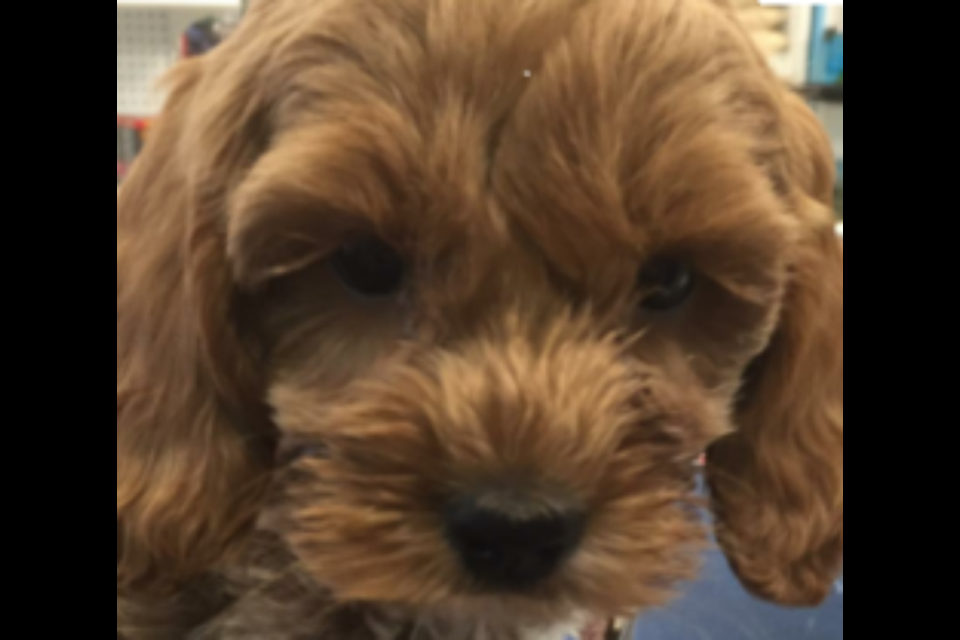 Police are looking for a suspect after a puppy and four kittens were stolen