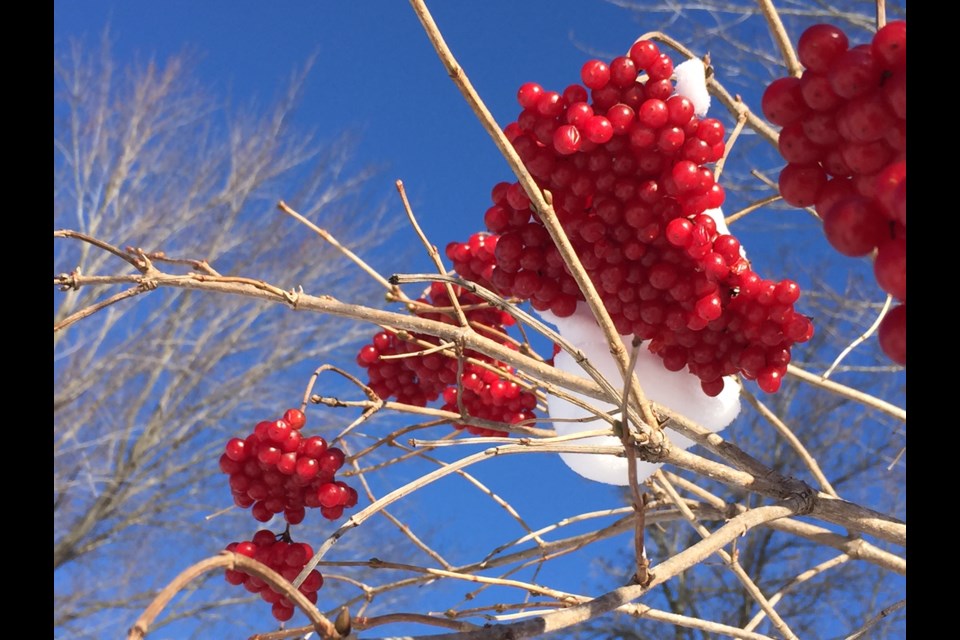 Dramatic blue sky backdrop for some snowy red berries. 
Sue Sgambati/BarrieToday