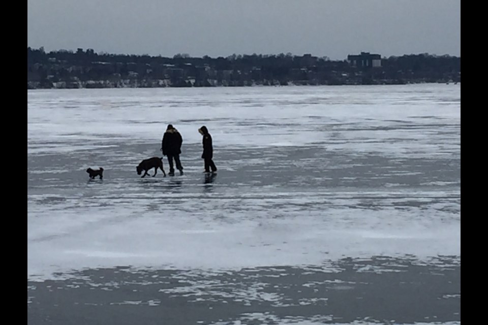 A couple watches two pets play on Kempenfelt Bay. Sue Sgambati/BarrieToday