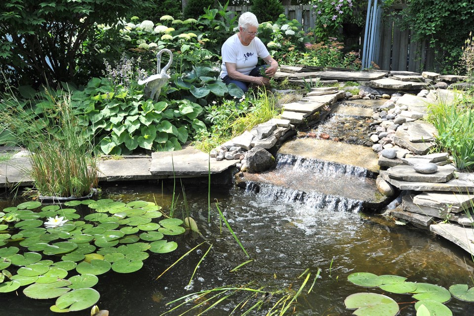 Janis Hamilton works near the pond in her expansive backyard garden. The Barrie resident is once again taking part in the annual Communities in Bloom, a Canadian non-profit organization that challenges communities to enhance green space. Ian McInroy for BarrieToday