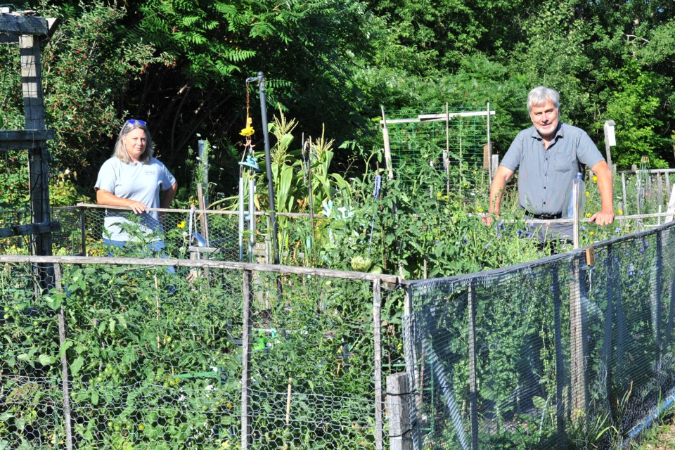 Stephanie Wideman, from the City of Barrie’s parks and forestry department, and Deputy Mayor Barry Ward look over one of the plots at the city's community garden on Coulter Street near Sunnidale Park. Ian McInroy for BarrieToday