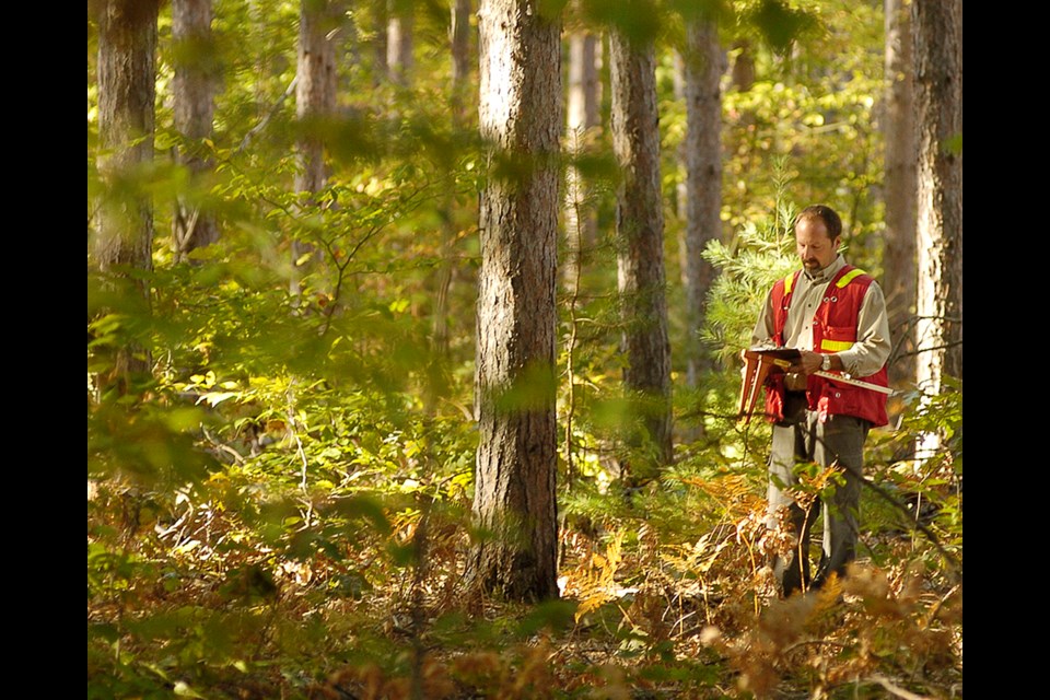 Simcoe County forester Graeme Davis visits the Hendrie Forest. The county's collection of forests is the oldest and largest municipal forest system in Ontario. Simcoe County photo