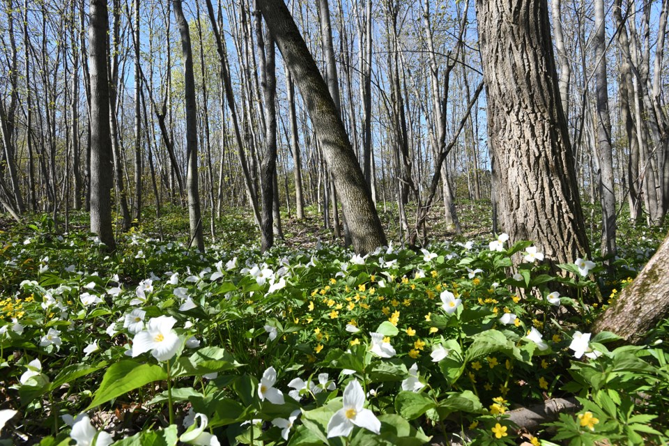 Nature is preparing for spring in Gables Park, located off Hurst Drive in Barrie's south end. 