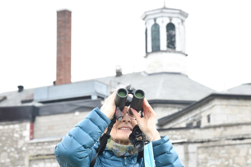 Phyllis Tremblay, of Nature Barrie, tracks chimney swifts near the Barrie jail.