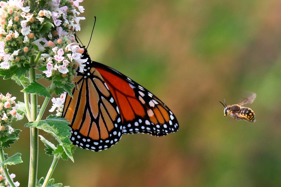 A honeybee patiently waits for a monarch butterfly to finish working on a flower. 