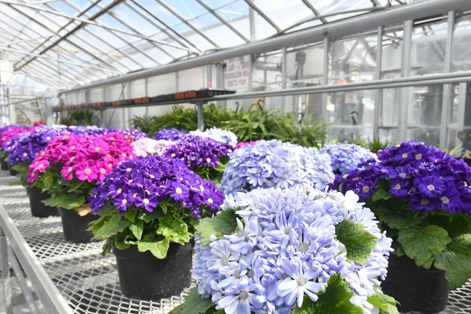 It's a wash of colour at the City of Barrie greenhouses as flowers start to bloom.