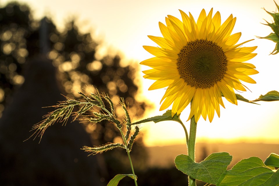 2022-04-21 Earth Day sunflower