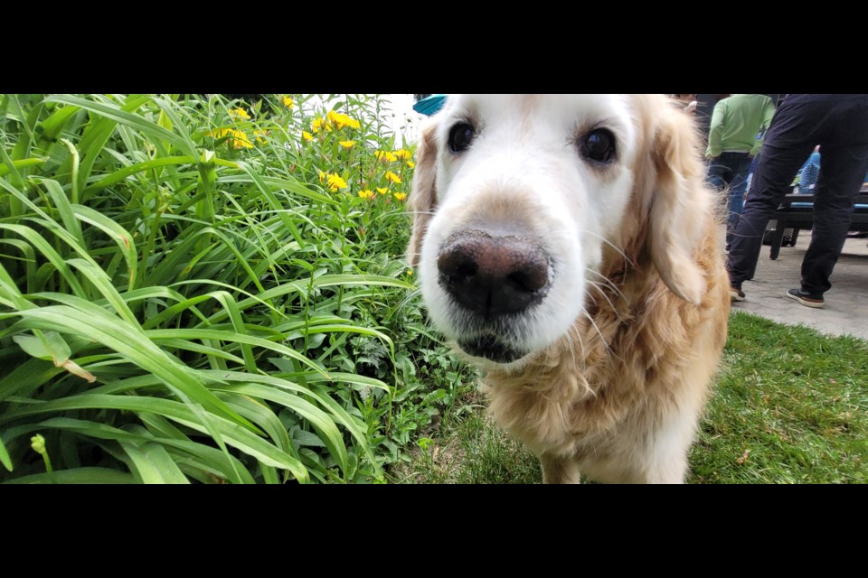 Marilyn Ann Pocock's last dog, Splash the golden retriever, was with her when she died Nov. 26, 2021.