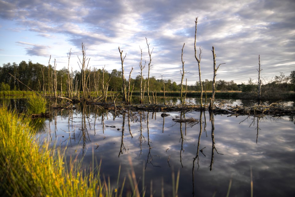2022-08-11-pexels-wetland-skitterphoto