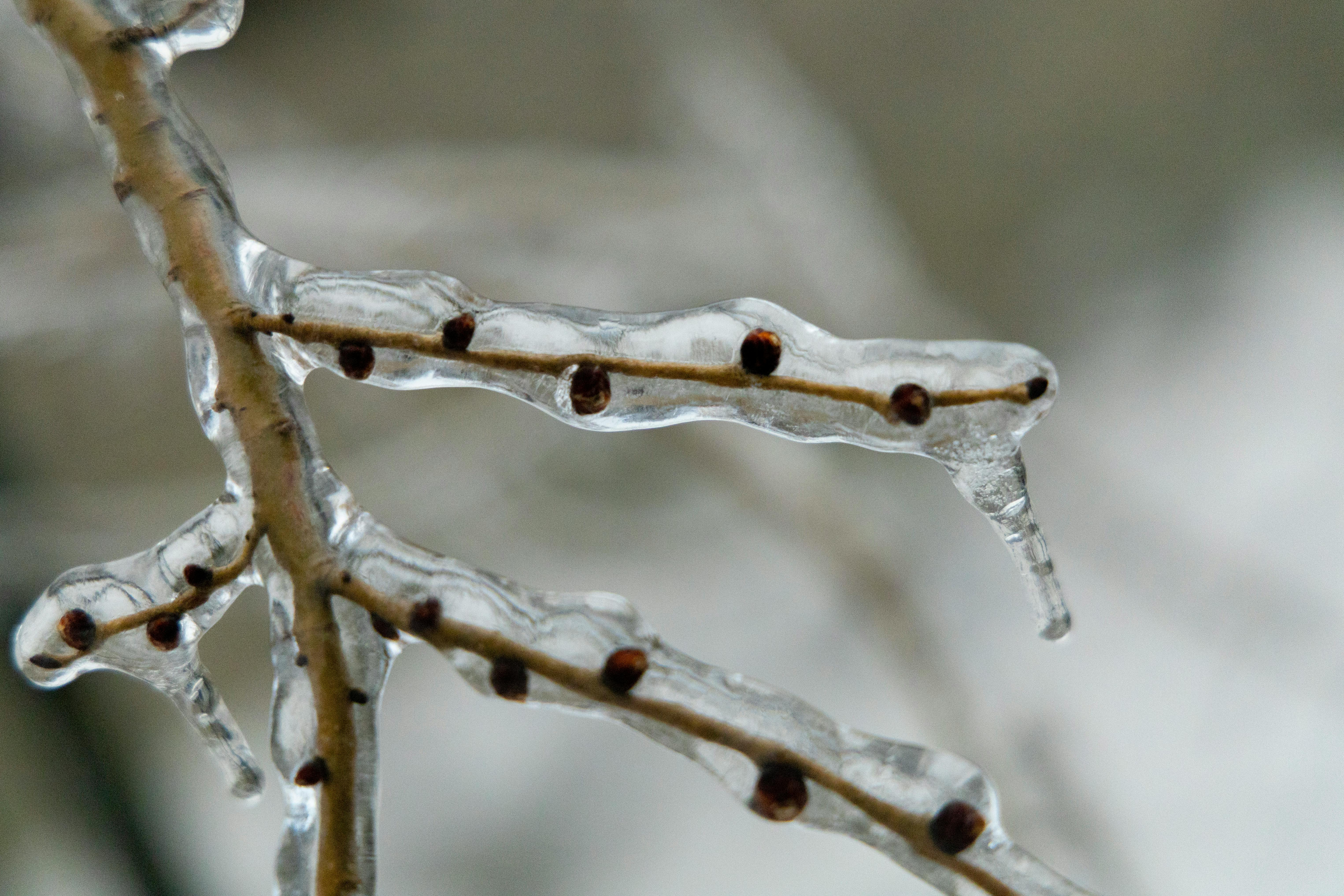 Southern Ontario Faces a Wintry Blast Snow and Freezing Rain Cause Chaos
