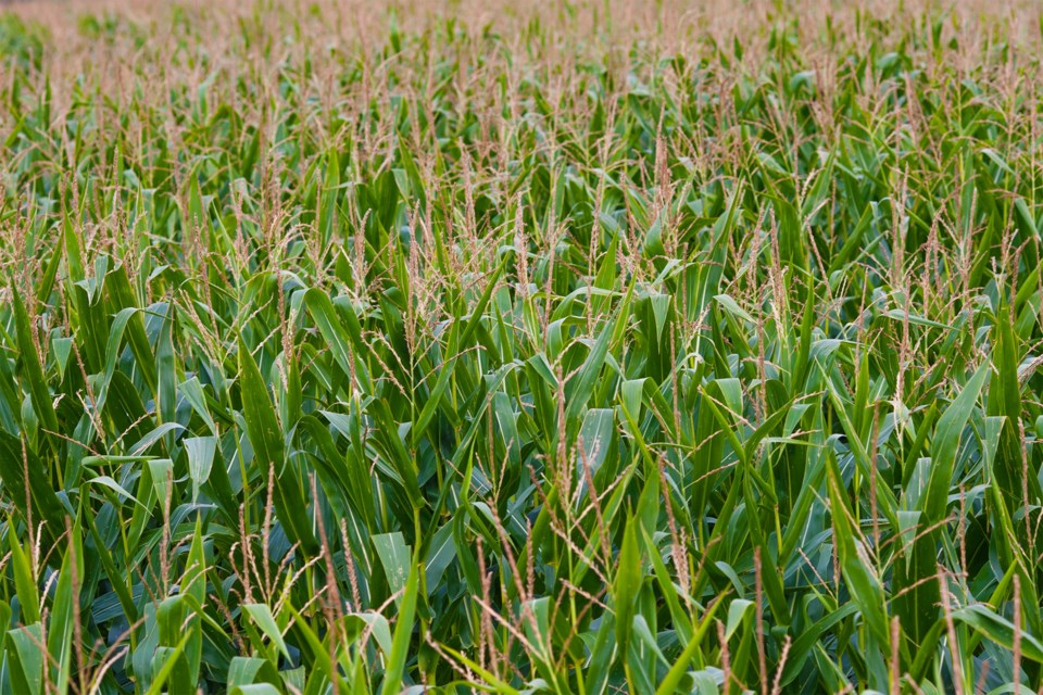 corn_field