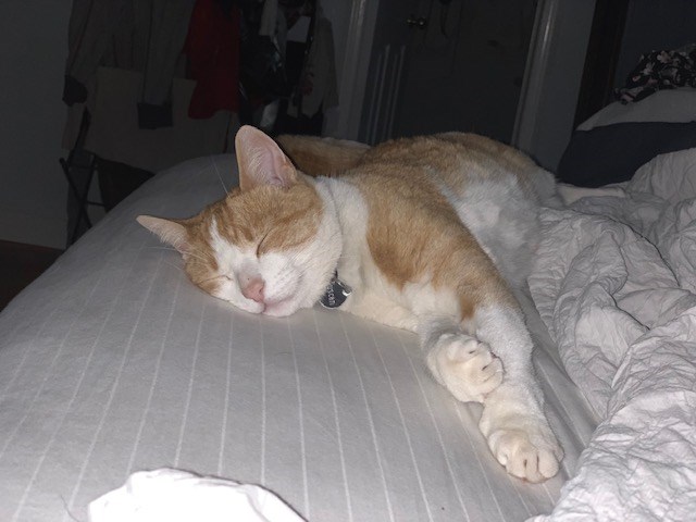 tuscan the cat 3 2019-07-26