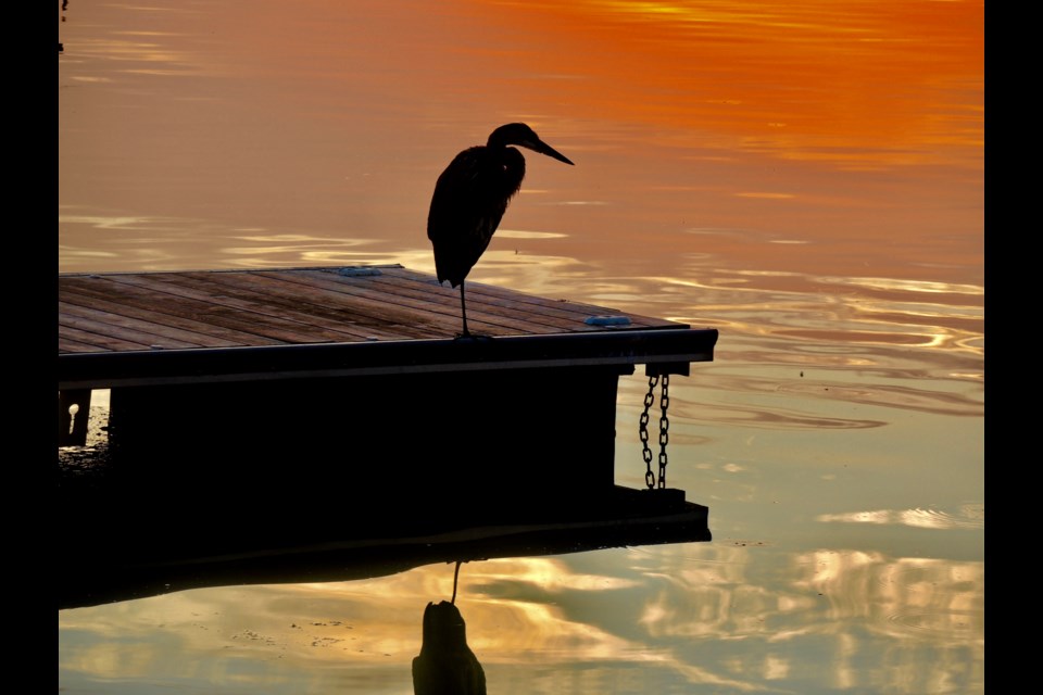 The Blue Heron basks in an orange sunrise sky on the new docks.
Sue Sgambati/BarrieToday        