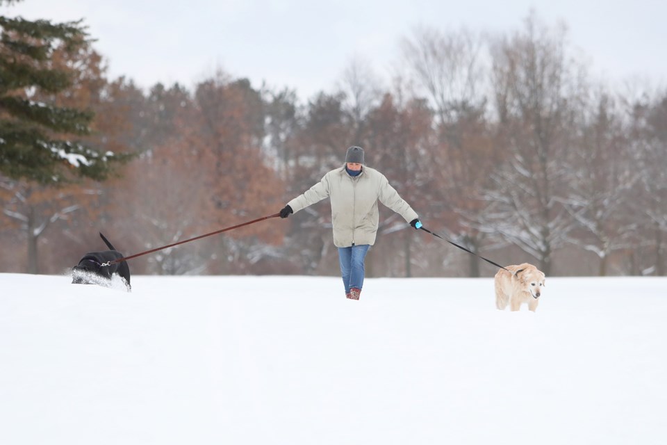 Susan Neville fights against being pulled in two different directions by her dogs Jade and Ruby as they walk through the fresh snow in Sunnidale Park in Barrie on Sunday, Feb. 11, 2018. Kevin Lamb for BarrieToday.