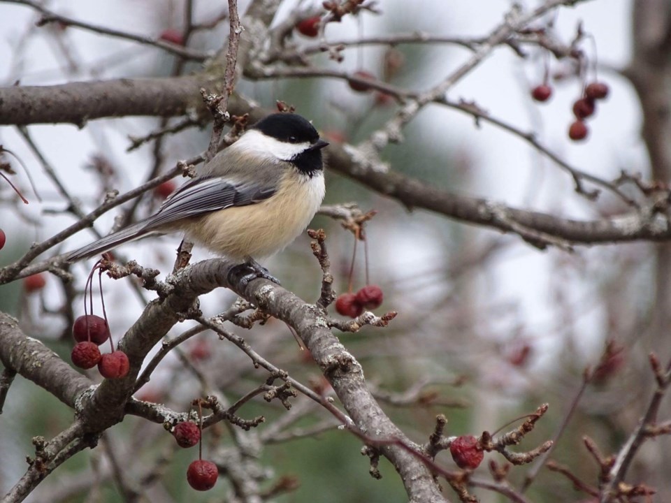 bird count chickadee