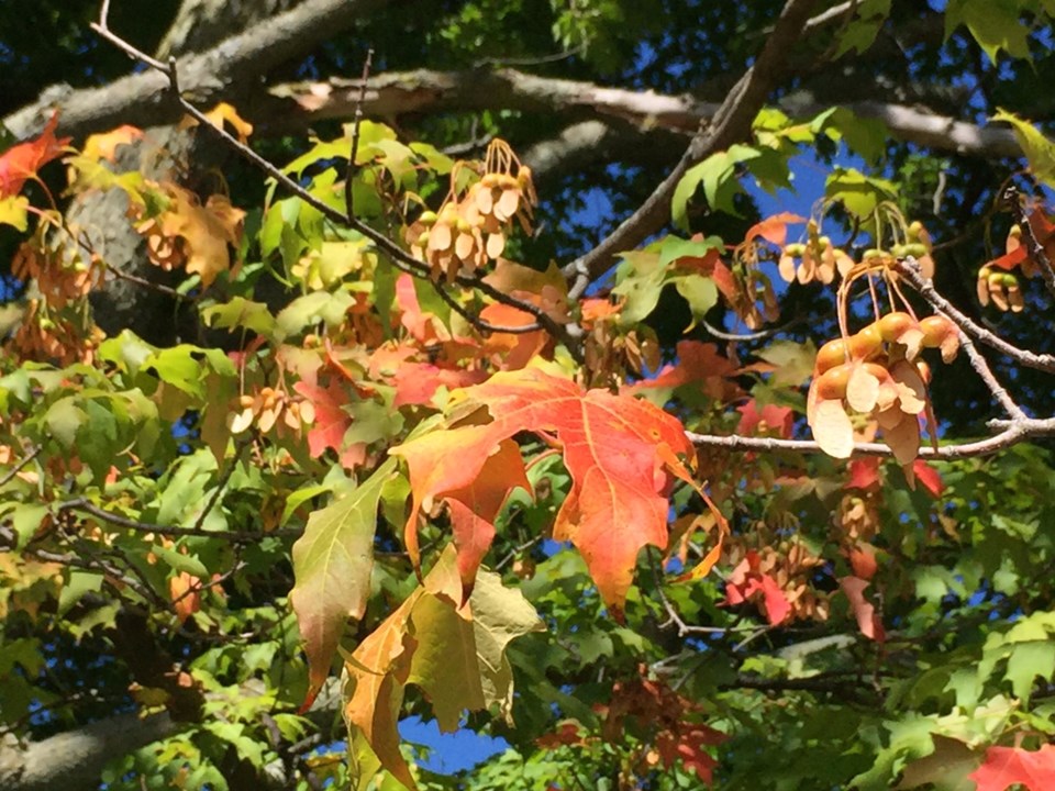 friday leaf